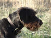 Erro vom Felsengebirge, Deutsch Drahthaar Male, German Versatile Gundog Breed
