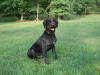Erro vom Felsengebirge, Deutsch Drahthaar Male, German Versatile Gundog