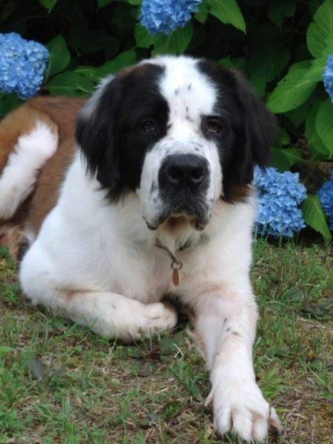 Jonah, our adopted rescue Saint Bernard.  Adopted through the Saint Bernard Rescue Foundation, Inc.  Thank you to our good friends Dr. Sara and Steve at Rescata Hacienda - the Rescue Estate.