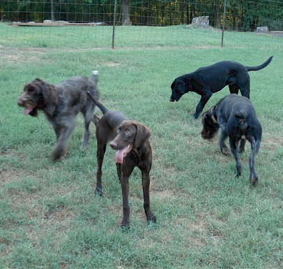 dogs of different breeds enjoying playtime while being boarded at Old Salem Kennel, Inc.