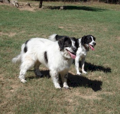 two happy boarders!