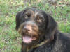 Erro vom Felsengebirge, Deutsch Drahthaar Male, German Versatile Gundog