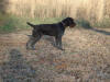 Erro vom Felsengebirge, Deutsch Drahthaar Male on point, German Versatile Gundog